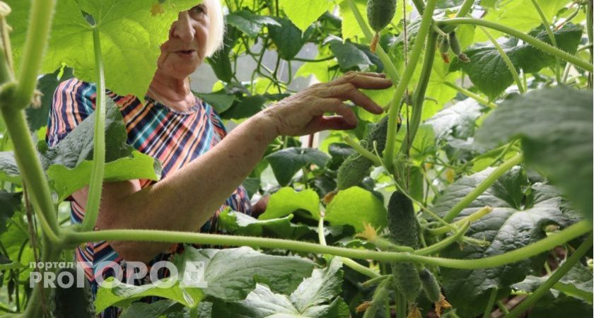 5 листов лаврушки — и огурцы попрут плодоносить как не в себя: свежие и сочные овощи с июня по октябрь