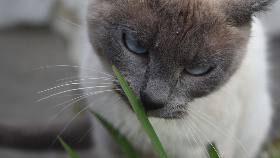 Наркотик для кошачьих: чем опасна валерьянка — то, что нужно знать перед тем, как дать игрушку своему коту