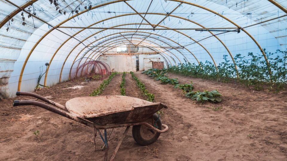 Спасаем почву в теплице: как позеленевшую весной землю сделать плодородной — 3 приёма