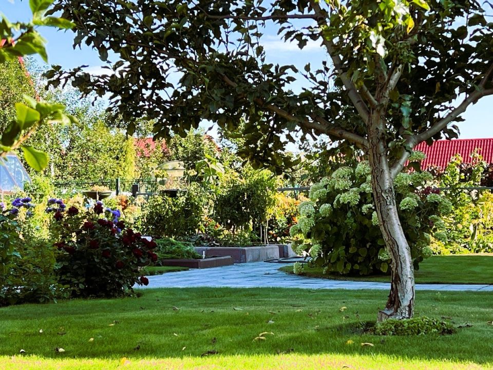     rejuvenation:    