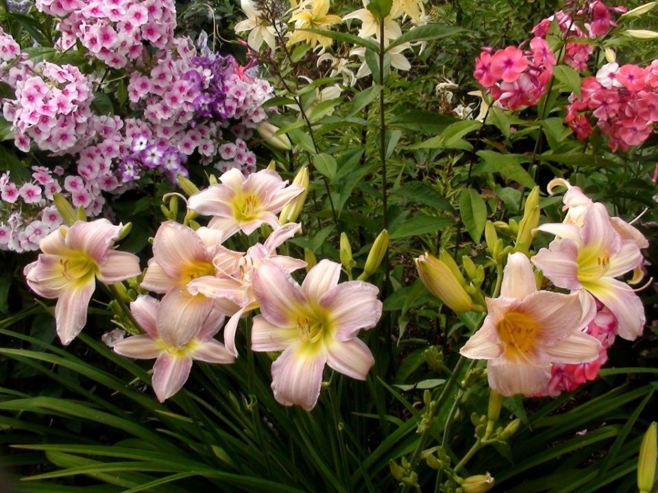 Август в саду: как правильно подкормить многолетники перед зимой