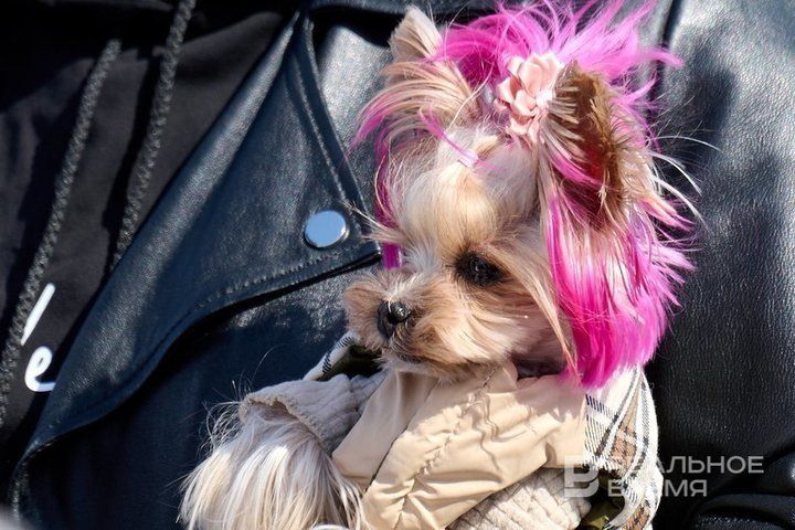 В Госдуме инициируют закон об ограничении домашних животных в квартирах