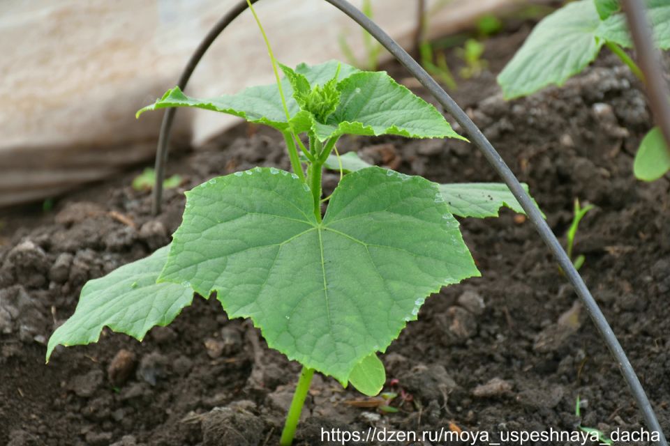 Тайны успешной подготовки грядки под огурцы: проверенные методы и секреты