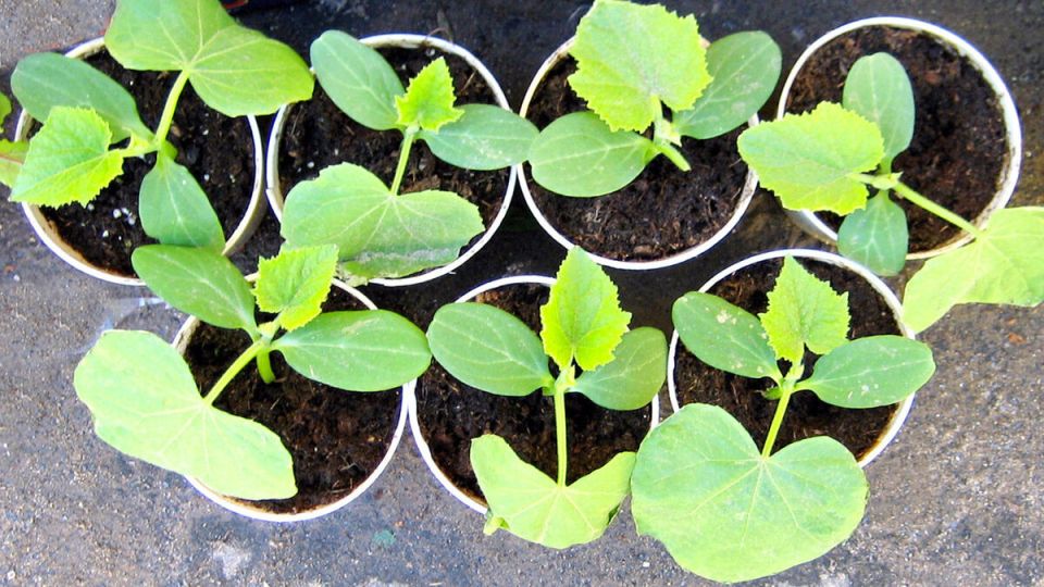 Выбор способа выращивания огурцов: рассадный или безрассадный?