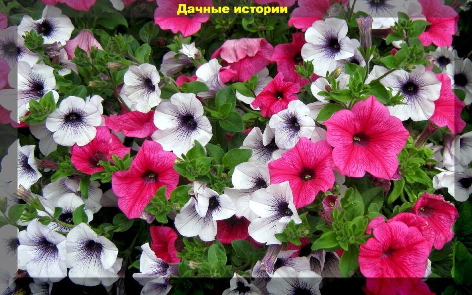 Как выбрать идеальные цветы для вашего сада в 2025 году