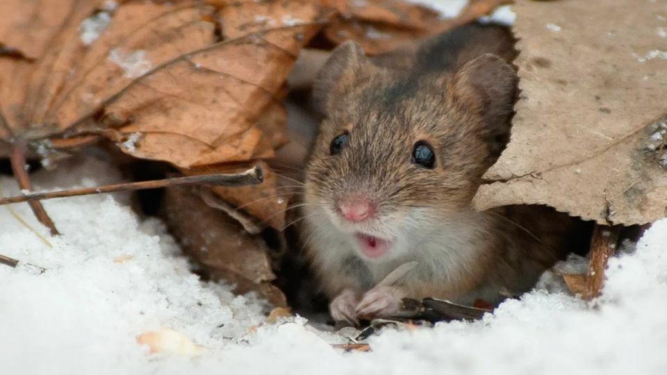 Ожидается мышиное нашествие в 2025 году: как защитить дачу от грызунов