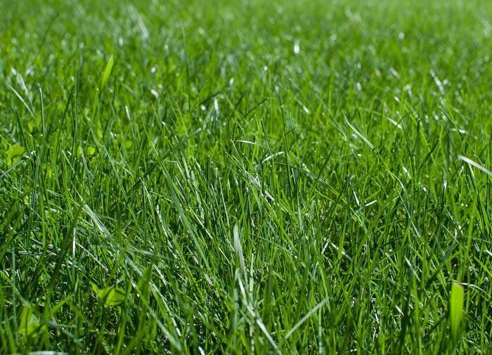 Как вернуть гармонию в газон: простые шаги к зелёному дню