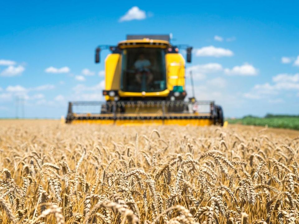 Агроинновации 2025: новые сорта, которые изменят урожайность