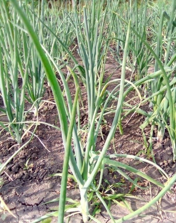 Когда посадить озимый лук: избегаем ошибок и выбираем оптимальные сроки