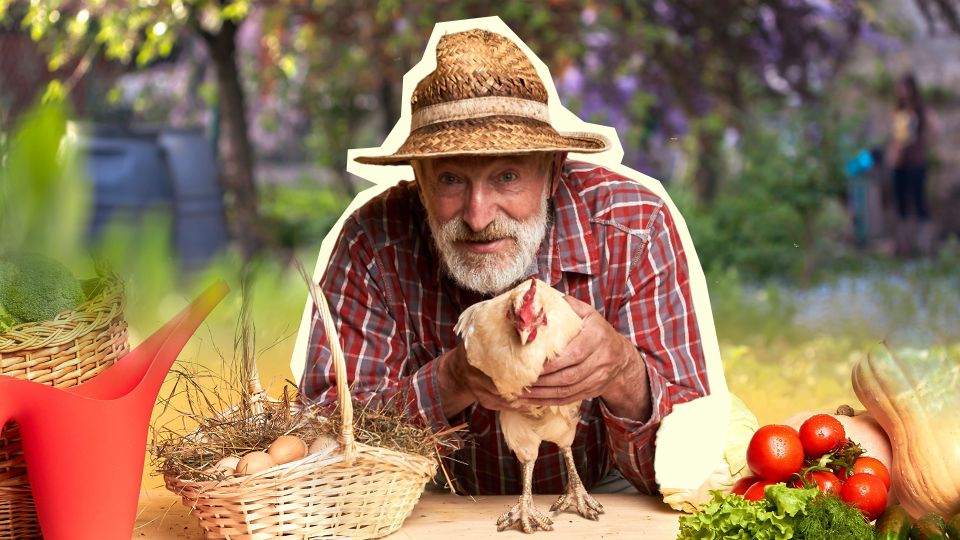 Яйца будут вкусными, а скорлупа крепкой: вот какой мусор «подкиньте» в корм курицам