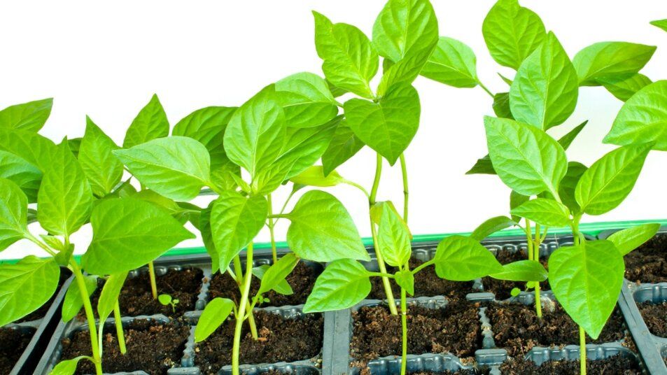 Как диатомит может преобразить вашу рассаду и одолеть вредителей