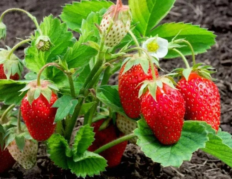 Секреты успешного выращивания клубники: советы от опытных садоводов