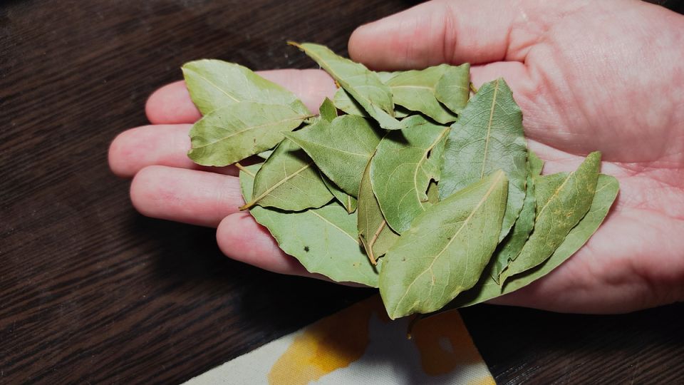 Лавровый лист в каждой комнате: неожиданная многофункциональность привычной специи