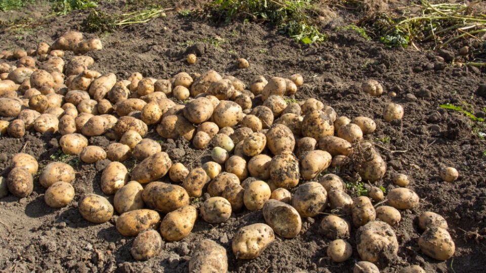 Как старые методы выращивания картофеля помогают получать богатый урожай без химии