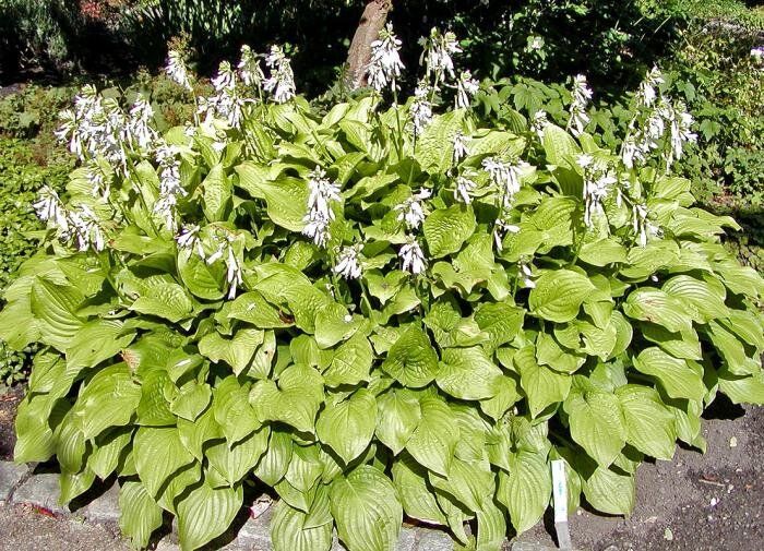 Секреты успешного выращивания хосты