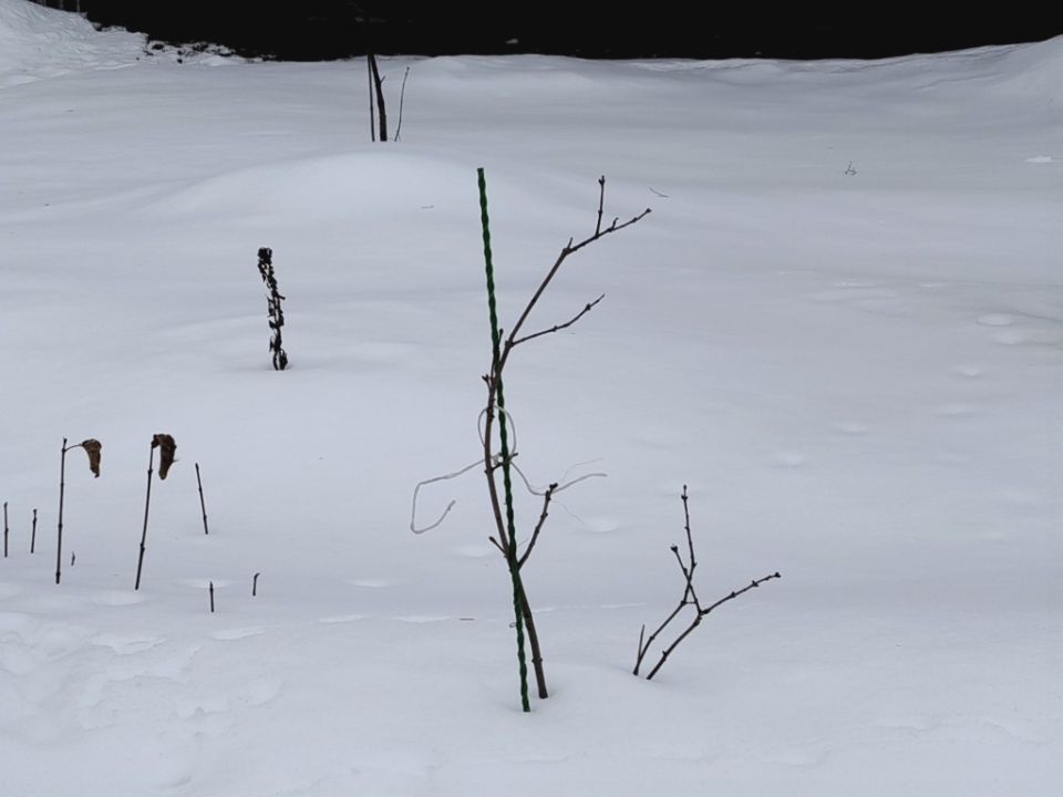 Как защитить свои растения от зимнего ветра: советы и рекомендации