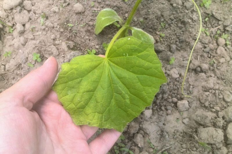 Важные советы по восстановлению огурцов после заморозков в теплице