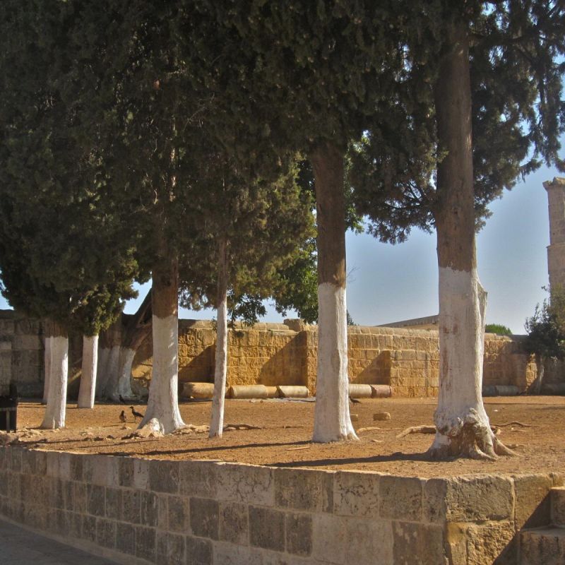 Как сэкономить на побелке деревьев: секреты подготовки и применения