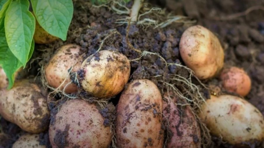 Как вырастить урожай в суровых условиях Сибири: секреты успешного огорода