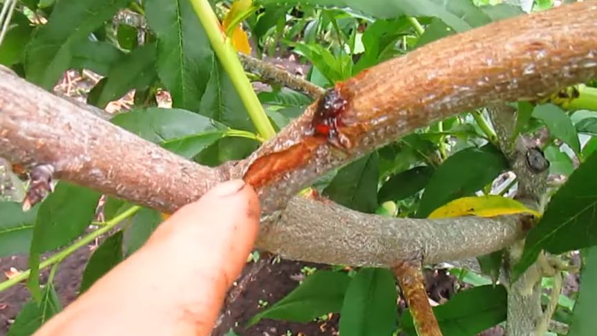 Как неверный выбор купороса привел к гибели персиков: история ошибки и уроки садовода