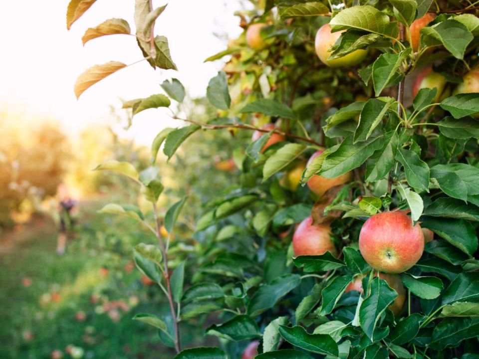Как правильно сосчитывать растения: нежелательное соседство с яблоней