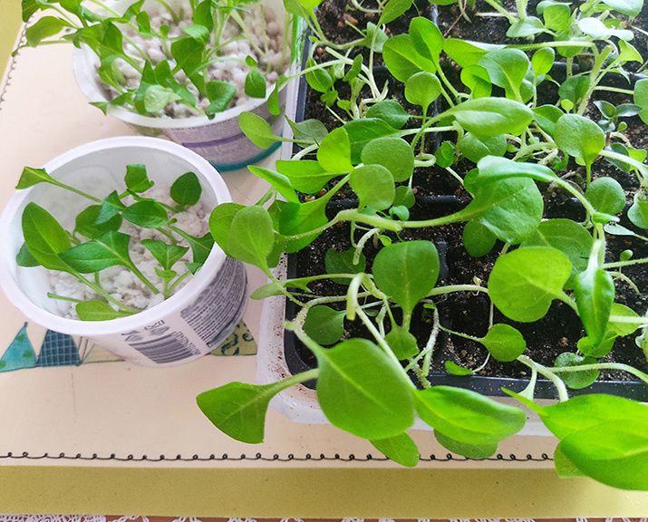 Начало апреля: время для черенкования растения