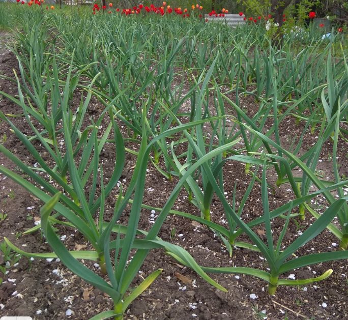 Как обеспечить здоровый и вкусный урожай лука и чеснока в конце сезона