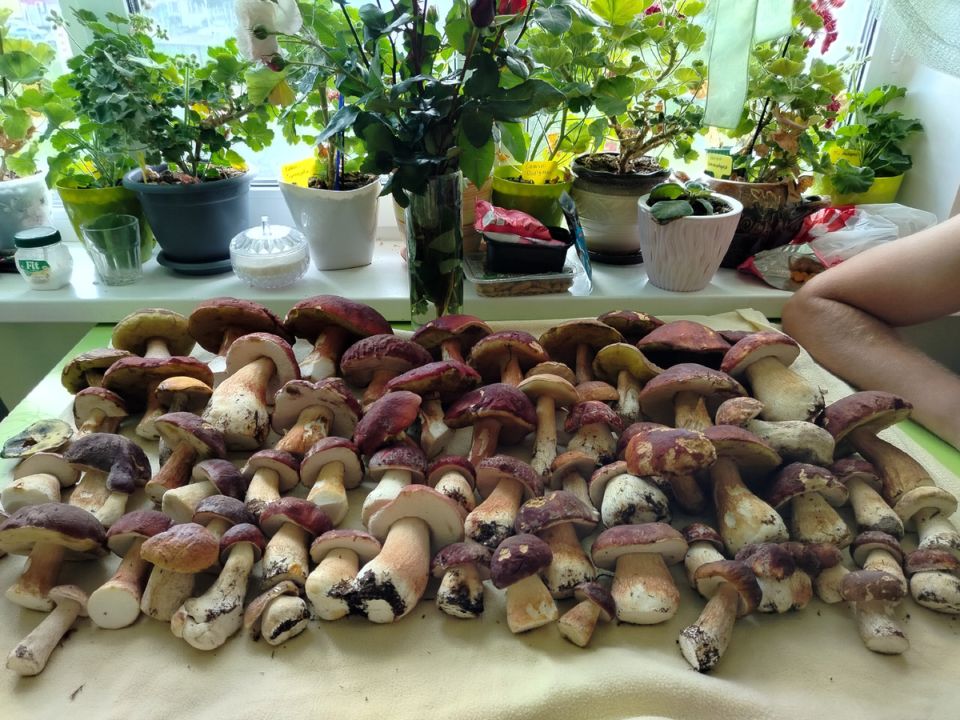 Грибной бум сентября: где искать ларца с боровиками и опятами