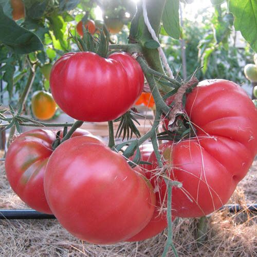 Томаты для открытого грунта: откройте для себя лучшие сорта по мнению садоводов