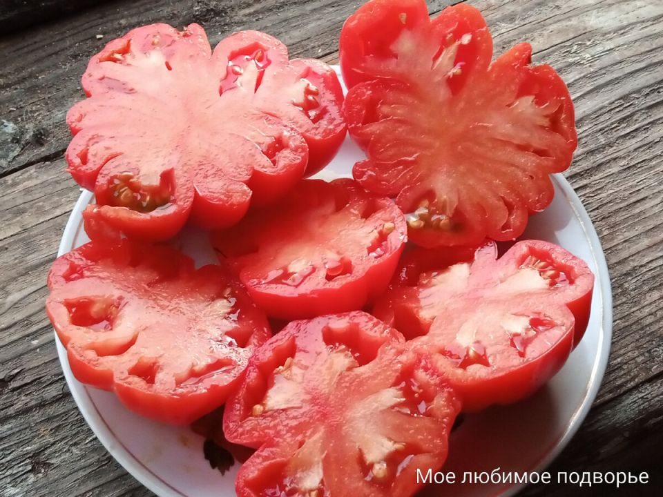 Как вырастить идеальные помидоры: секреты успешного посева