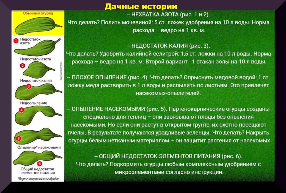 Как вырастить идеальные огурцы: секреты успешного урожая