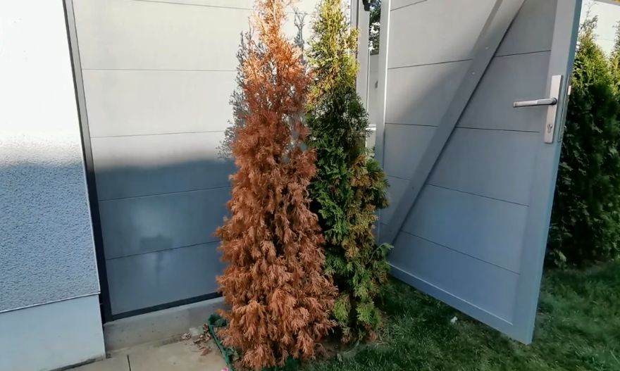 Как выбрать хвойные растения осенью: основные ошибки и советы по покупке