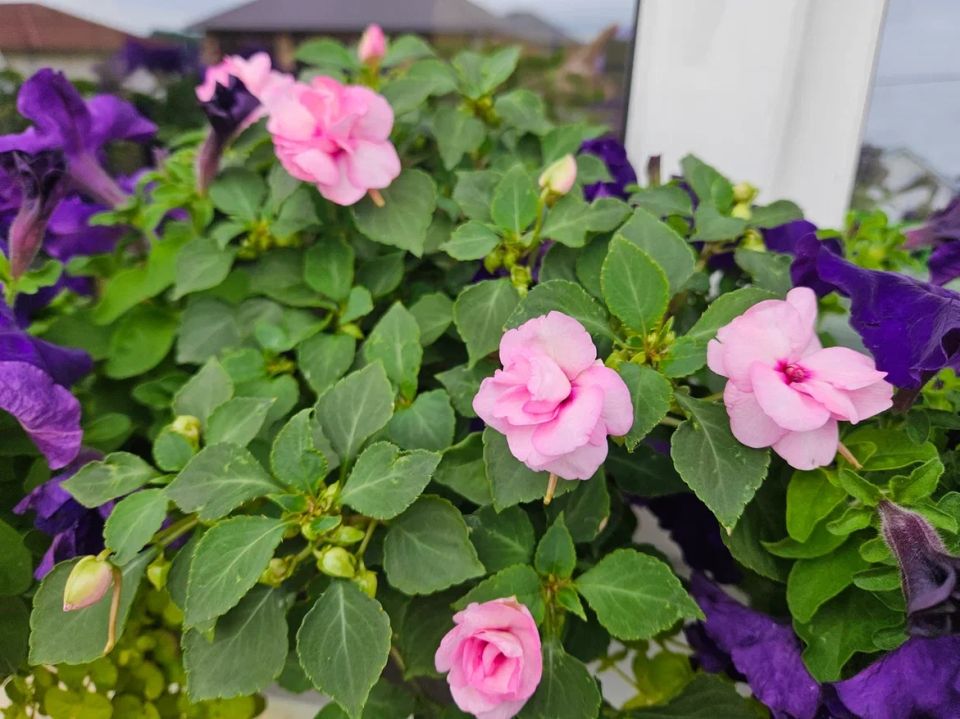 Создание идеального цветущего интерьера: 7 растений для вашего подоконника