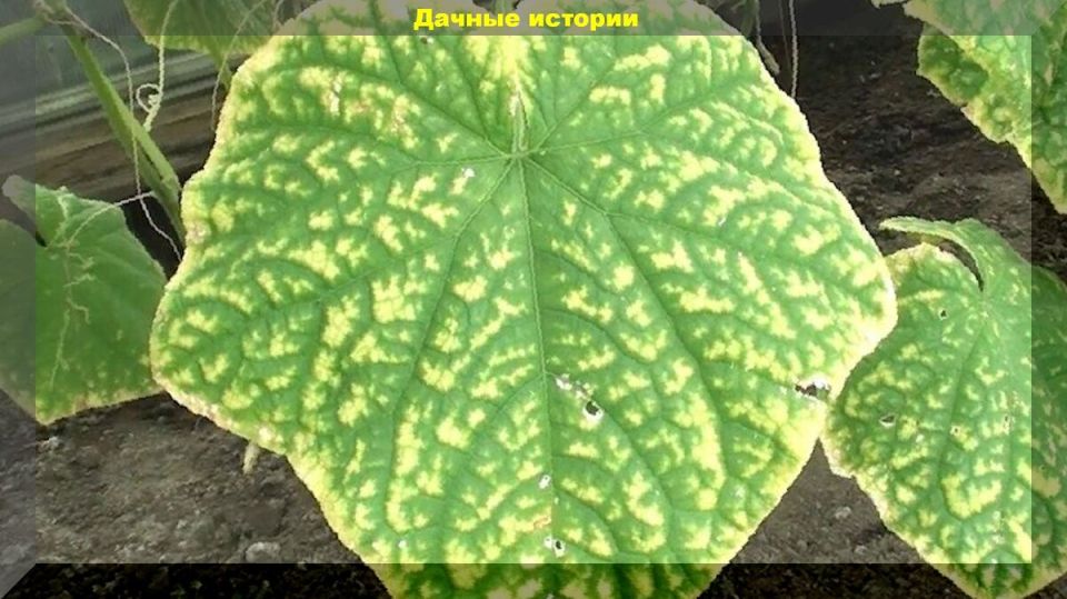 ������� � ����������� ������� �������: ��� �������� ���� ������� �������