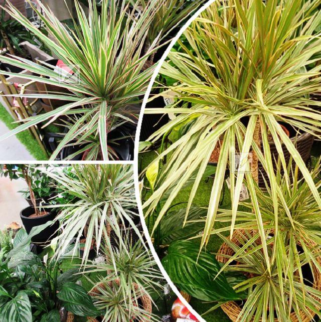 ��� ��������� �� ��������: 5 ������, ������� ����� ��������