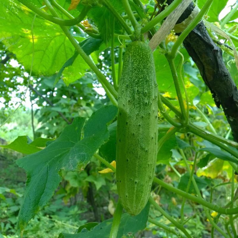 ��� ������ �� ������ ����� ��������� ������ �������