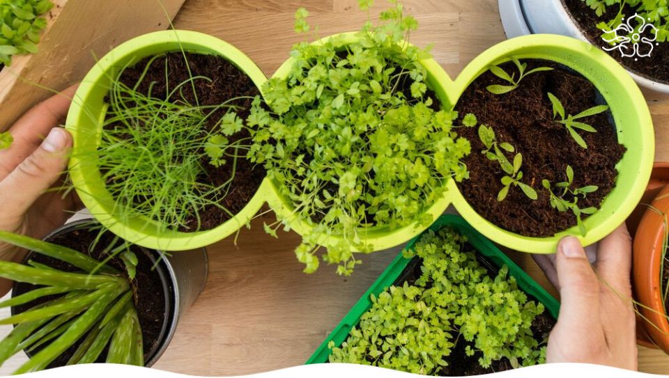 ������ ����� ���� �����: ������� ��������� ��������� �������