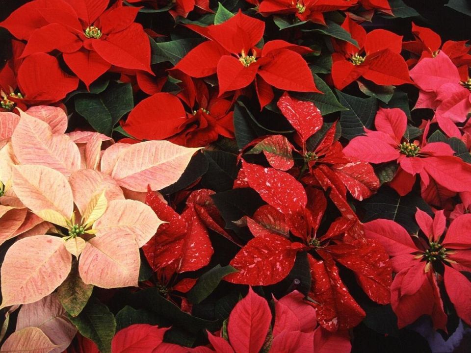 Секреты успешного ухода за пуансеттией