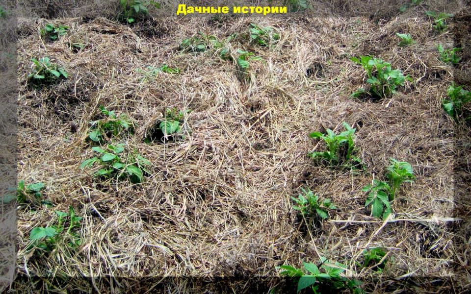 Мульчирование: секреты успеха для вашего сада