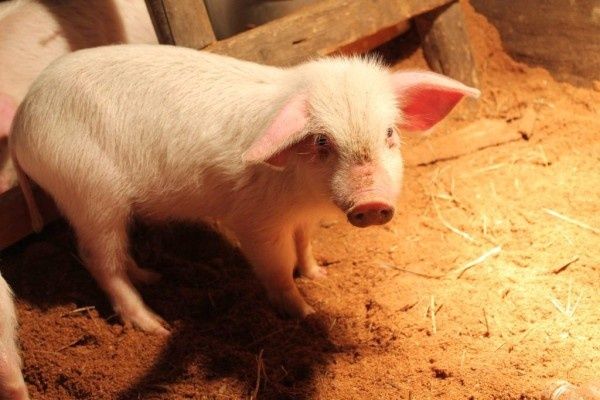 Опасные корма для свиней: как избежать отравления и защитить животных