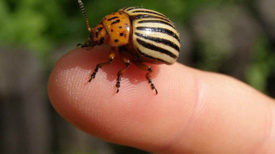 Как избавиться от колорадского жука: проверенные методы и советы