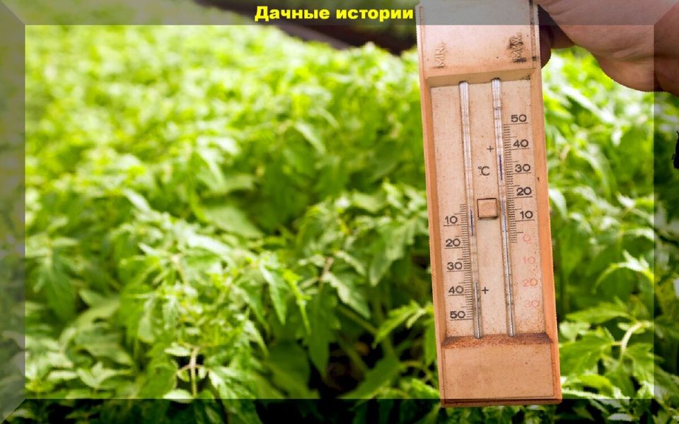 Как спасти томаты от невыносимой жары в теплице