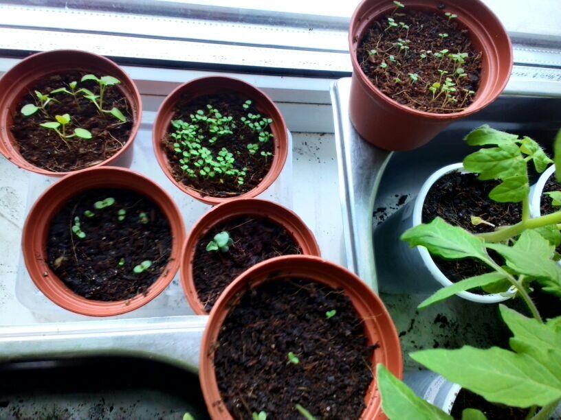 Что сажать и сеять в январе: советы для огородников