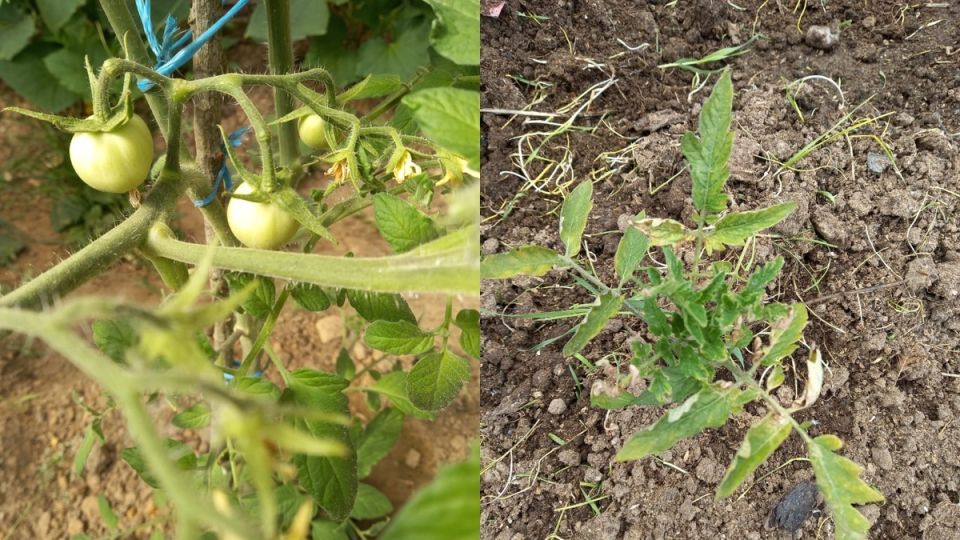 Отечественные томаты подводят: голландские сорта завоевывают огороды