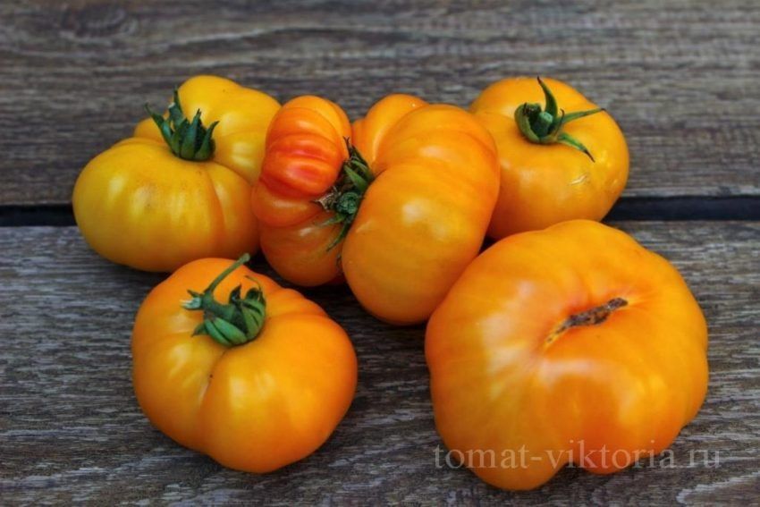 ����� ��� ��� ���: ��� ���� ����������� ���� �������� �����������