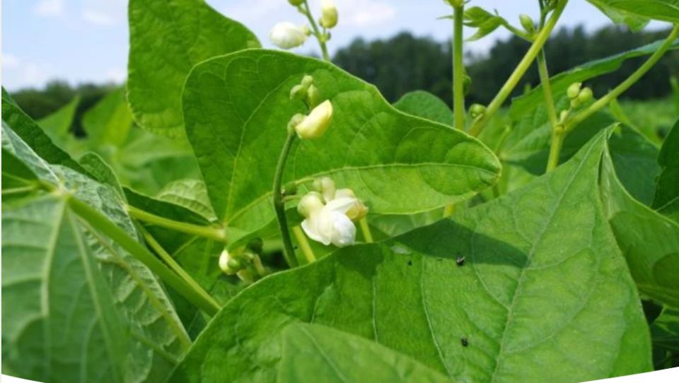 ��� ��������� ������: ������� �������� ������