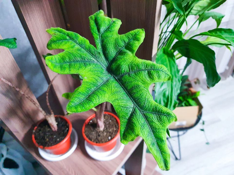 ��������� �������� ��������: ��� �������� ������ ������ ������������� � ���������