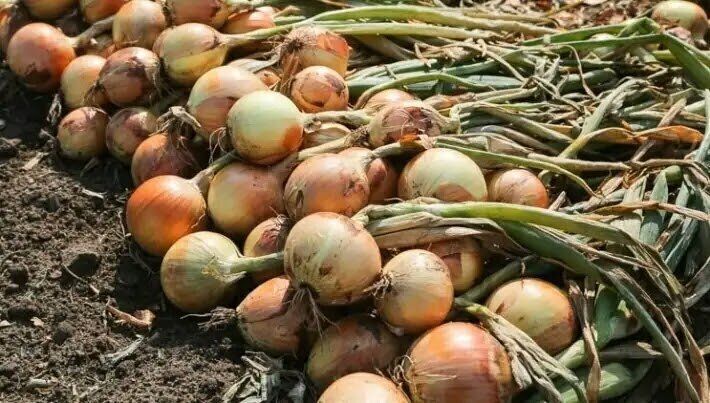 ����� ��������� ����������� ����: ��������� ���������������� ������