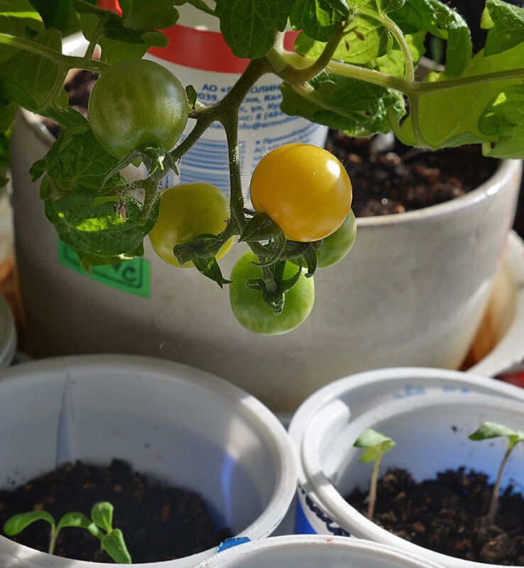 ������ ��� �������: ��� �������� ��������� ������ ������� ���