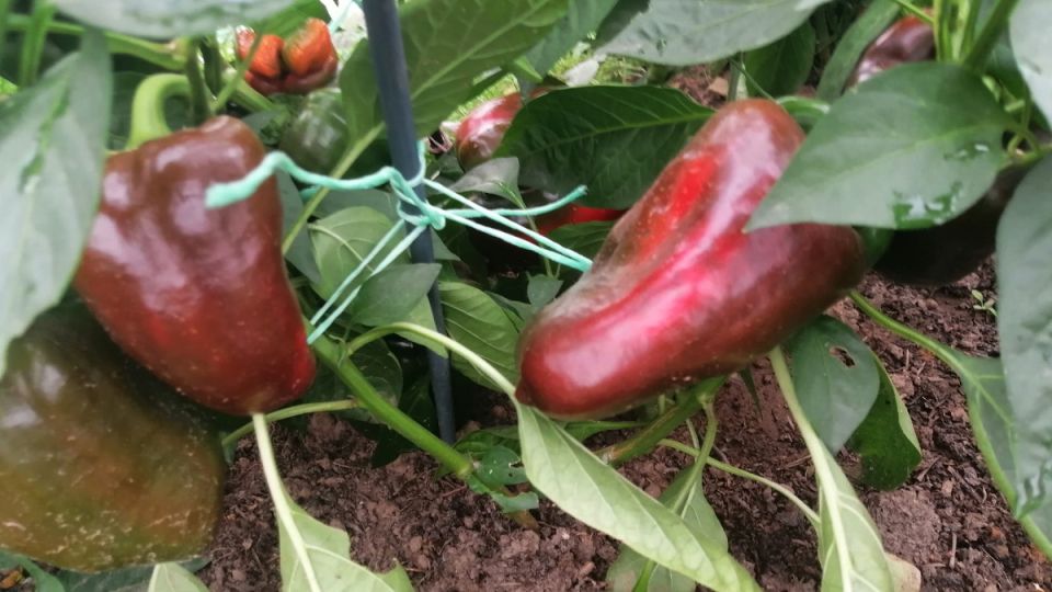 ��� ��������� ������������� �����: ������� ���������